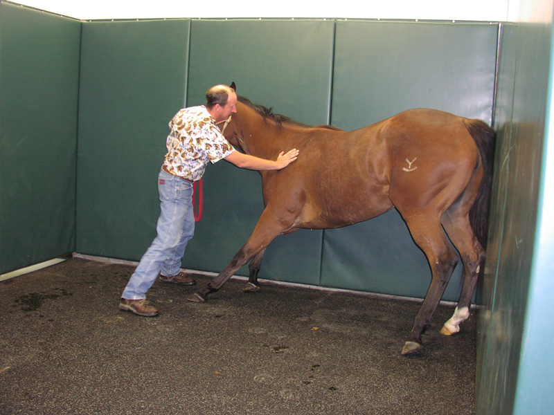 facility-2 Indoor equine examination and treatment area